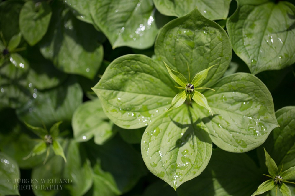 Paris quadrifolia Vierblaettrige Einbeere Herb Paris 3.jpg