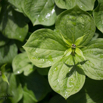 Paris quadrifolia Vierblaettrige Einbeere Herb Paris 3.jpg