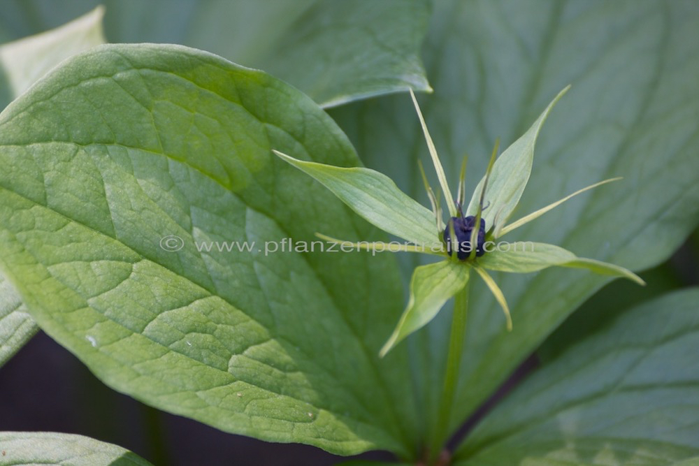 Paris quadrifolia Vierblaettrige Einbeere Herb Paris.jpg