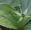 Paris quadrifolia Vierblaettrige Einbeere Herb Paris.jpg