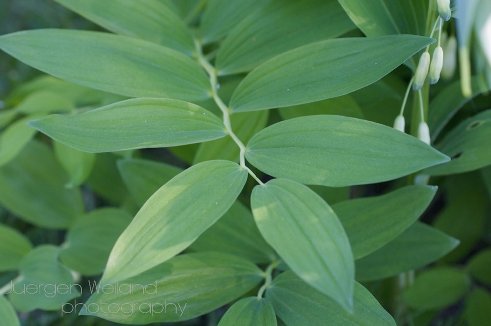 Polygonatum odoratum Echtes Salomonssiegel Wohlriechende Weisswurz Leeser Salomon Seal 2.jpg