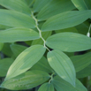 Polygonatum odoratum Echtes Salomonssiegel Wohlriechende Weisswurz Leeser Salomon Seal 2.jpg