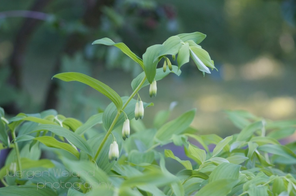 Polygonatum odoratum Echtes Salomonssiegel Wohlriechende Weisswurz Leeser Salomon Seal 3.jpg