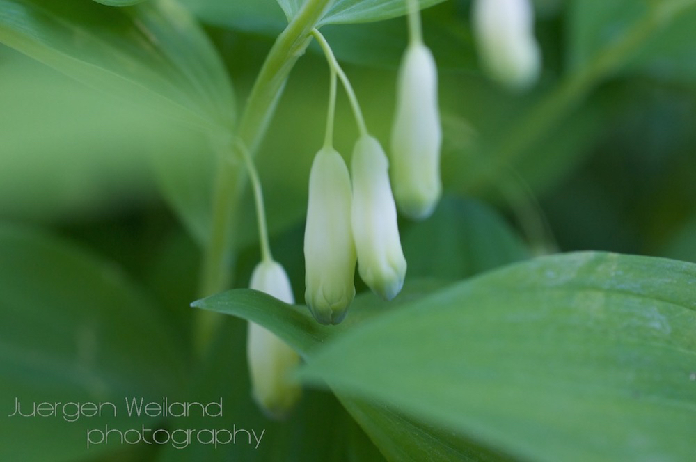 Polygonatum odoratum Echtes Salomonssiegel Wohlriechende Weisswurz Leeser Salomon Seal.jpg