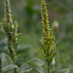 Veratrum album Weisser Germer European white hellebore 2.jpg