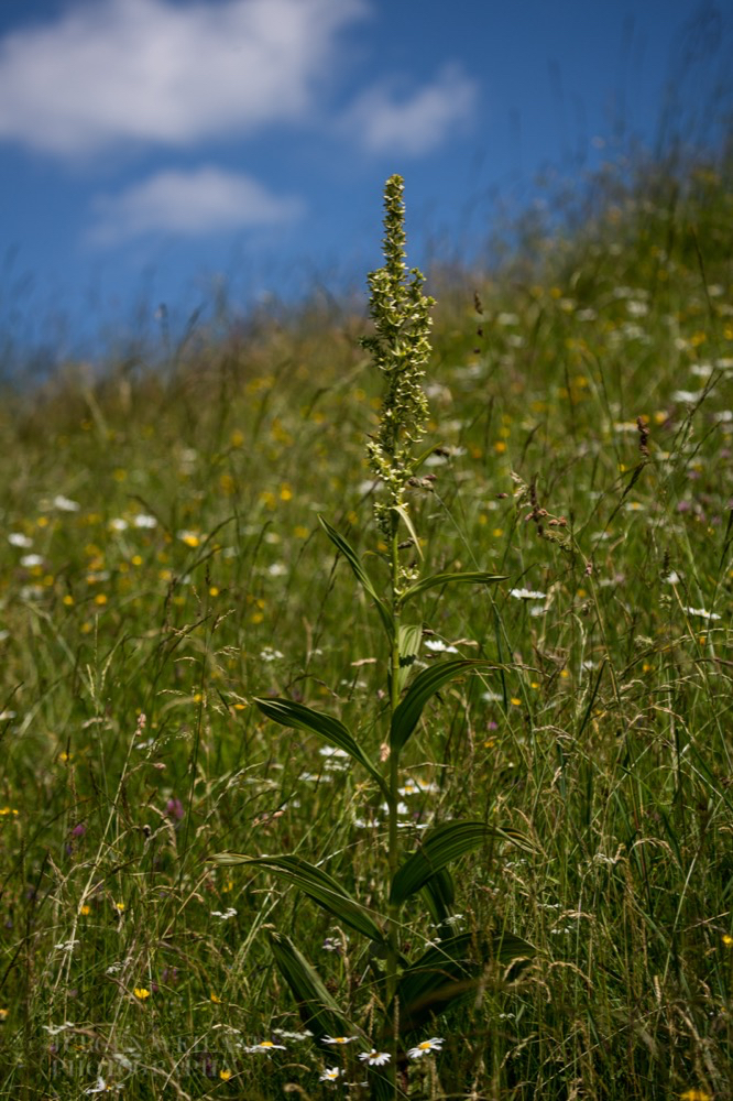 Veratrum album Weisser Germer European white hellebore 3.jpg