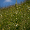 Veratrum album Weisser Germer European white hellebore 3.jpg