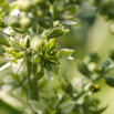 Veratrum album Weisser Germer European white hellebore.jpg