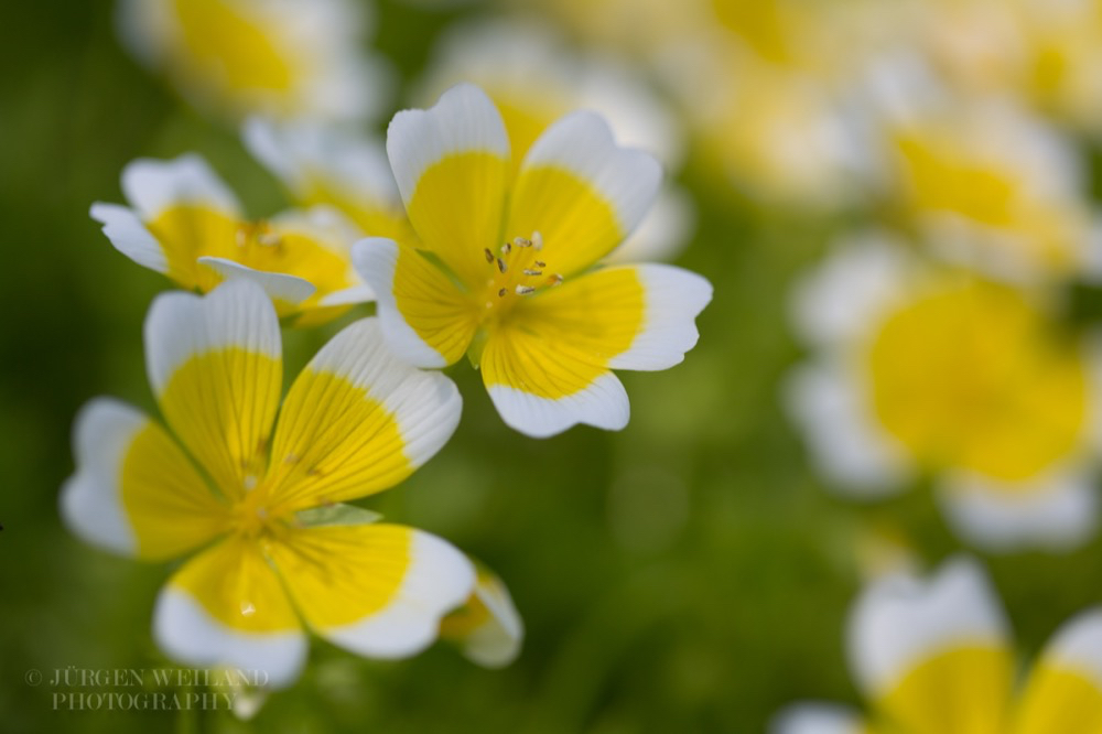 Limnanthes douglasii Spiegeleipflanze.jpg