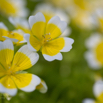 Limnanthes douglasii Spiegeleipflanze.jpg