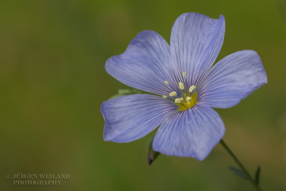 Linum lewisii Praerie Lein Lewis flax.jpg