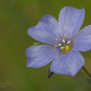 Linum lewisii Praerie Lein Lewis flax.jpg