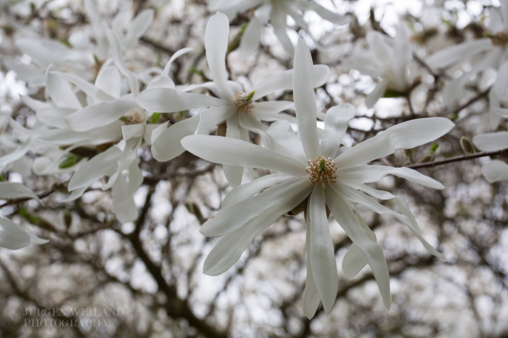 Magnolia stellata.jpg