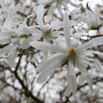 Magnolia stellata.jpg