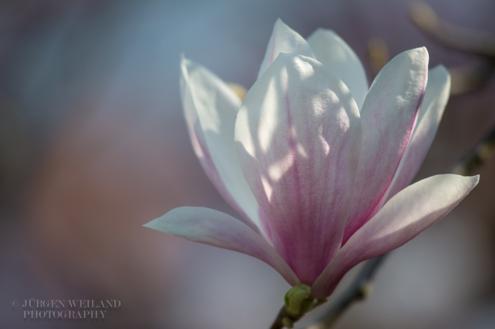 Magnolia x soulangeana Tulpen-Magnolie Lennes Magnolia 2.jpg