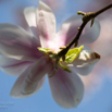 Magnolia x soulangeana Tulpen-Magnolie Lennes Magnolia 3.jpg
