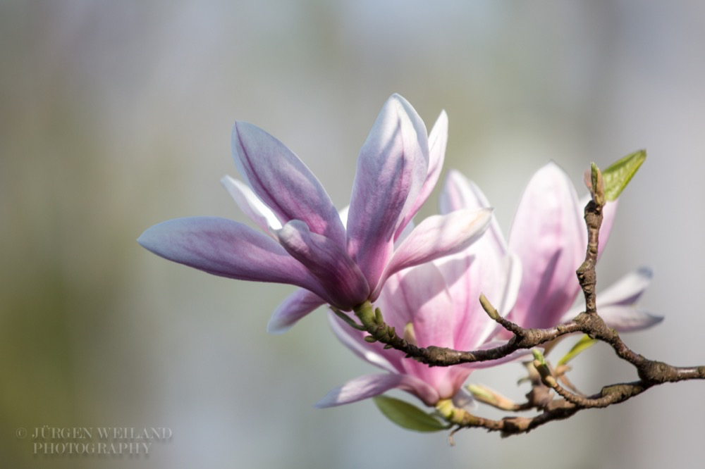 Magnolia x soulangeana Tulpen-Magnolie Lennes Magnolia 4.jpg