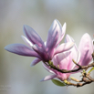 Magnolia x soulangeana Tulpen-Magnolie Lennes Magnolia 4.jpg