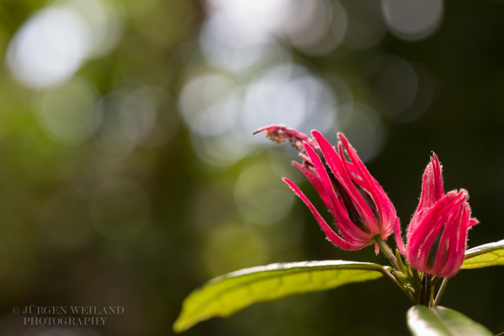 Pavonia multiflora.jpg