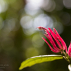 Pavonia multiflora.jpg