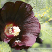 Alcea rosea Chinesische Stockrose Hollyhock 2.jpg