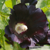 Alcea rosea Chinesische Stockrose Hollyhock 3.jpg