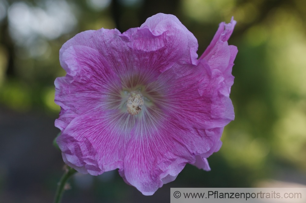 Alcea rosea Chinesische Stockrose Hollyhock.jpg