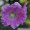 Alcea rosea Chinesische Stockrose Hollyhock.jpg