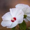 Hibiscus moscheutos Sumpf Eibisch Rose mallow.jpg