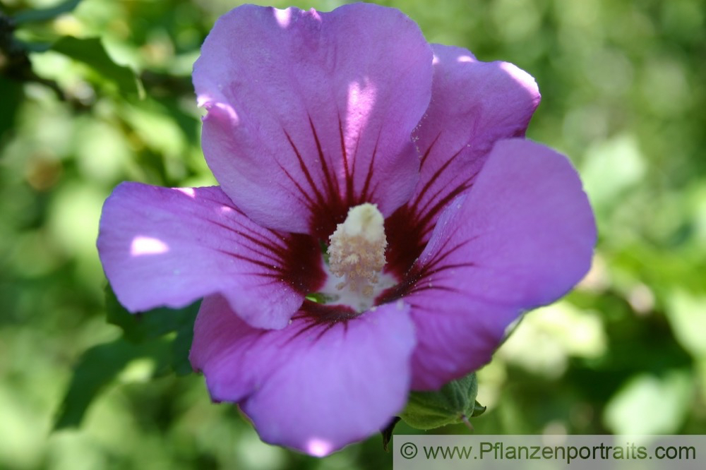 Hibiscus syriacus Echter Roseneibisch Mallow.jpg