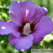 Hibiscus syriacus Echter Roseneibisch Mallow.jpg