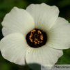 Hibiscus trionum Stunden-Roseneibisch Flower of an hour.jpg