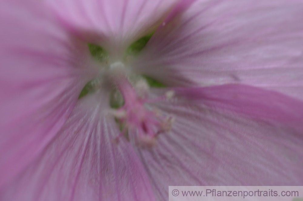 Malva neglecta Wegmalve Common Mallow 2.jpg