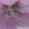 Malva neglecta Wegmalve Common Mallow 2.jpg