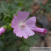 Malva neglecta Wegmalve Common Mallow 3.jpg