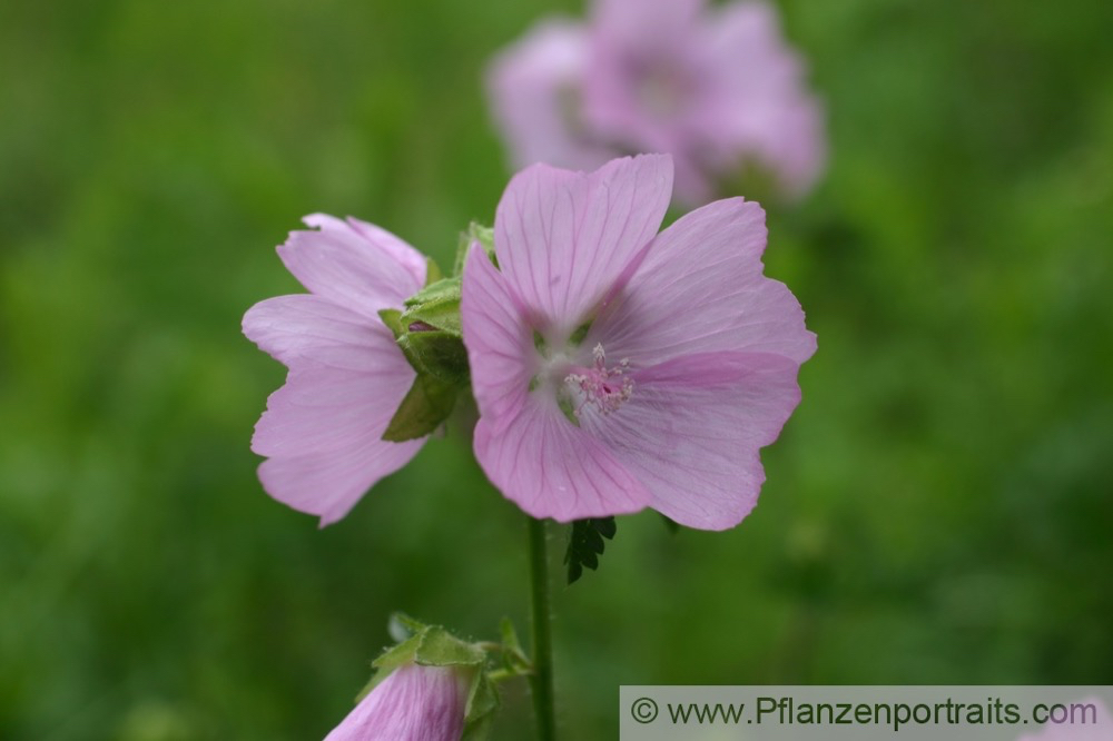 Malva neglecta Wegmalve Common Mallow 4.jpg