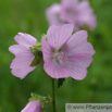 Malva neglecta Wegmalve Common Mallow 4.jpg