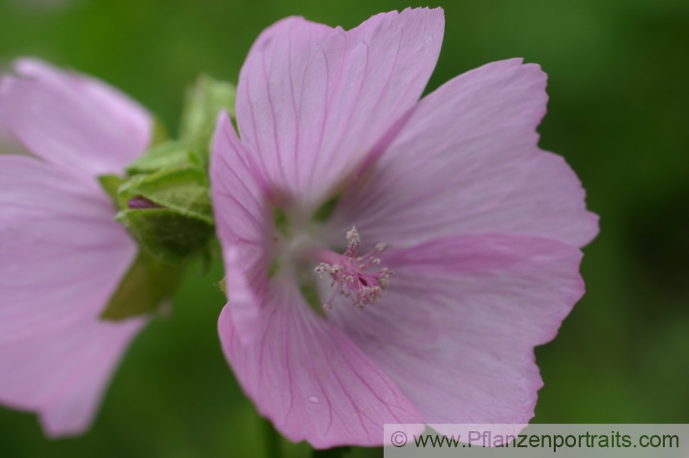 Malva neglecta Wegmalve Common Mallow.jpg