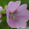 Malva neglecta Wegmalve Common Mallow.jpg