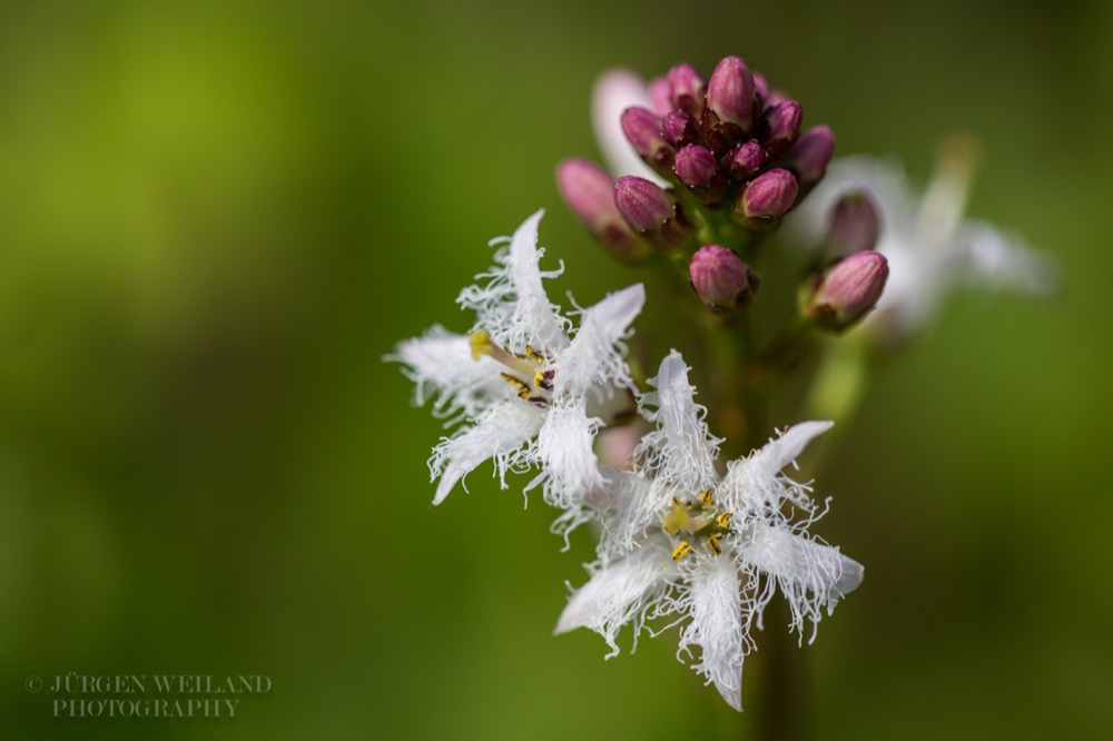 Menyanthes trifoliata Fieber Bitterklee Buckbean.jpg