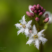 Menyanthes trifoliata Fieber Bitterklee Buckbean.jpg