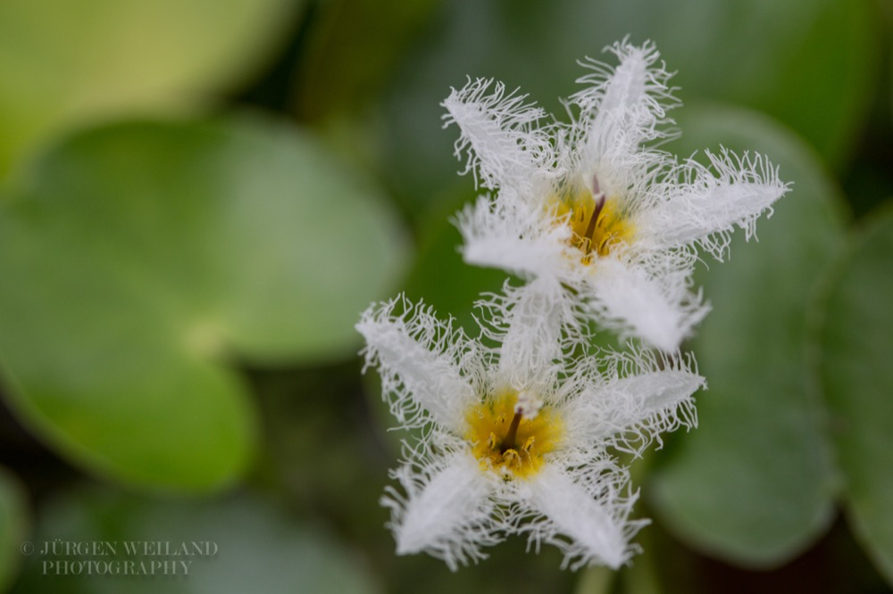 Nymphoides indica Seekannen.jpg