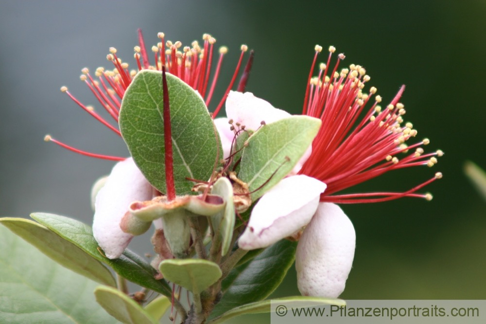 Acca sellowiana Feijoa Pineapple Guava.jpg