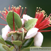 Acca sellowiana Feijoa Pineapple Guava.jpg