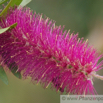 Callistemon citrinus Kaminroter Zylinderputzer Crimson Bottlebrush 2.jpg