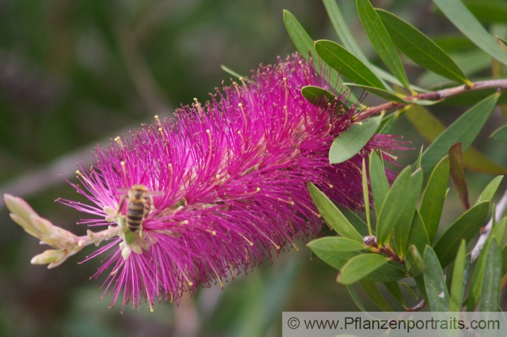 Callistemon citrinus Kaminroter Zylinderputzer Crimson Bottlebrush.jpg