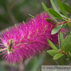 Callistemon citrinus Kaminroter Zylinderputzer Crimson Bottlebrush.jpg