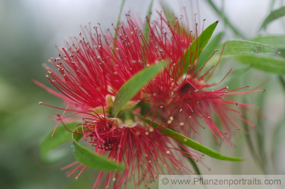 Callistemon viminalis Trauerzylinderputzer Weeping Bottle Brush 2.jpg