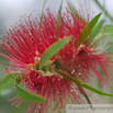 Callistemon viminalis Trauerzylinderputzer Weeping Bottle Brush 2.jpg