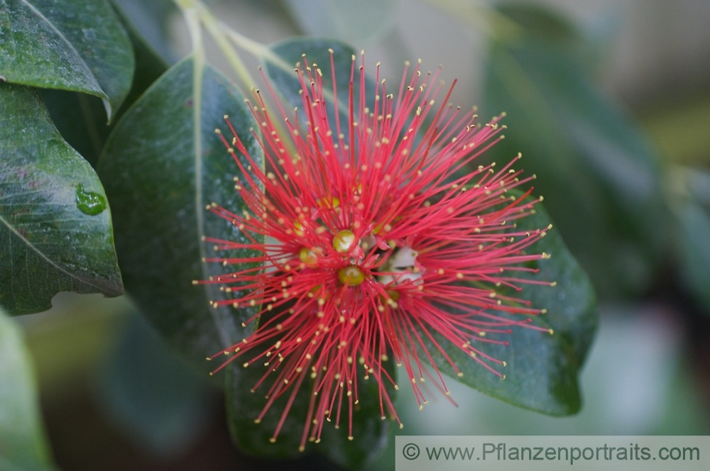 Callistemon viminalis Trauerzylinderputzer Weeping Bottle Brush.jpg